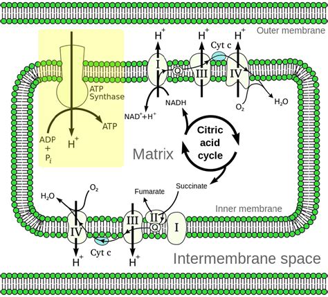 5.2: Electron Transport and Oxidative Phosphorylation.